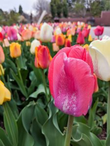 tulips, spring, Denver Botanic Gardens