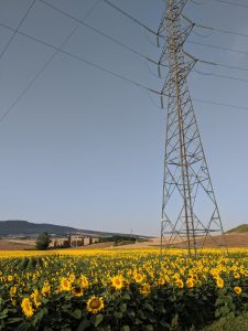 sunflower fields, Spain