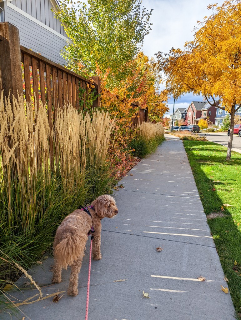 fall-colors-golden-doodle-neighborhood-fall-leaves
