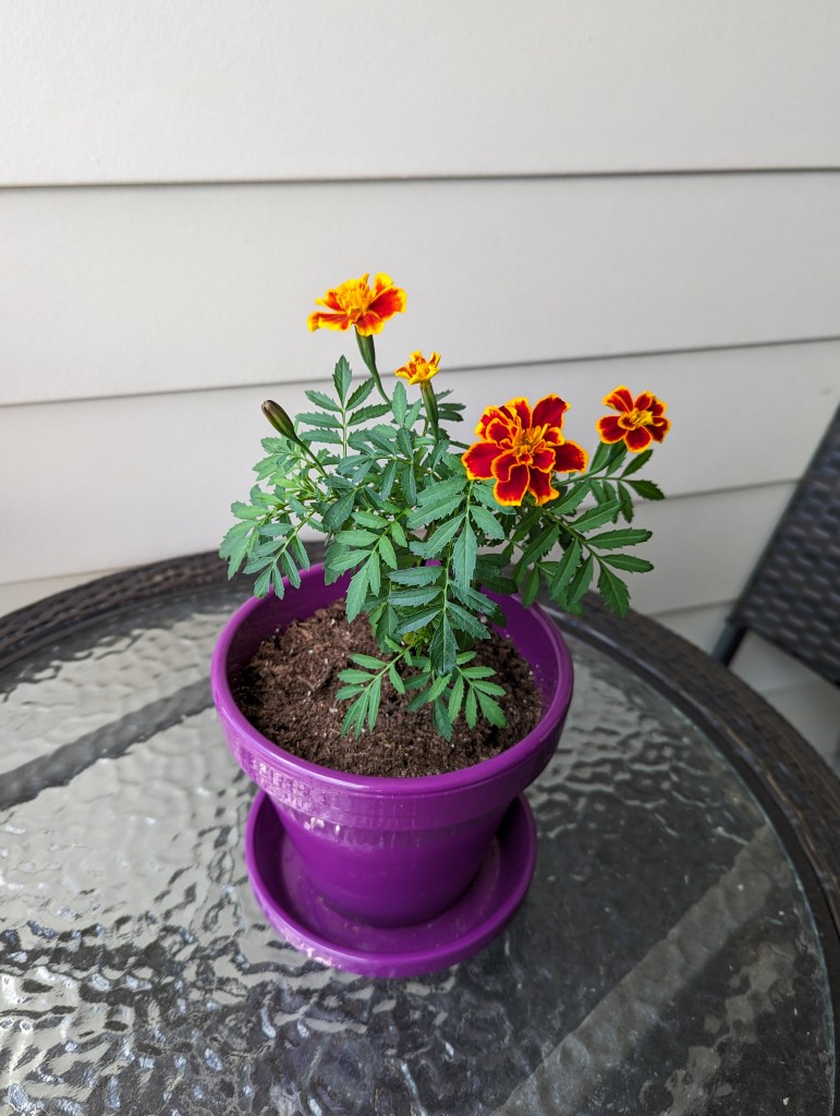 marigolds-flowers-from-seed-growing-plant-purple-pot